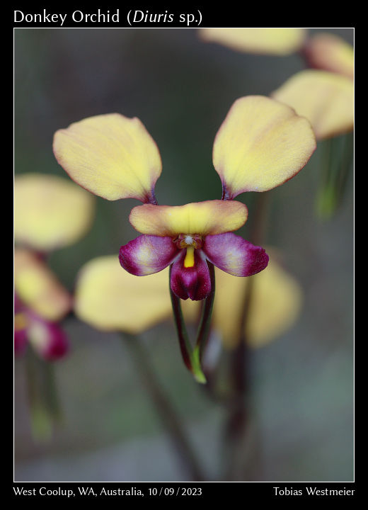 Donkey Orchid (Diuris sp.)