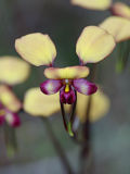 Donkey Orchid (Diuris sp.)