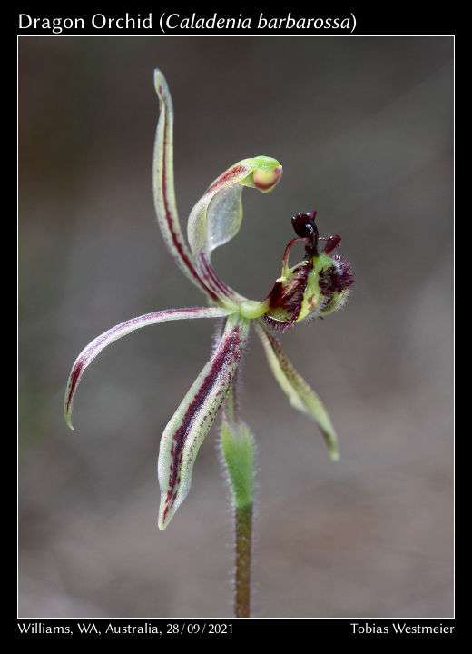 Dragon Orchid (Caladenia barbarossa)