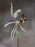 Dragon Orchid (Caladenia barbarossa)