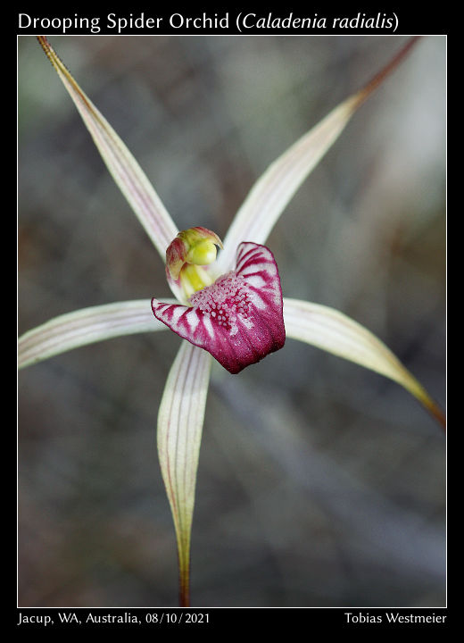 Drooping Spider Orchid (Caladenia radialis)