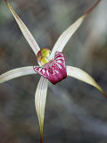 Drooping Spider Orchid (Caladenia radialis)