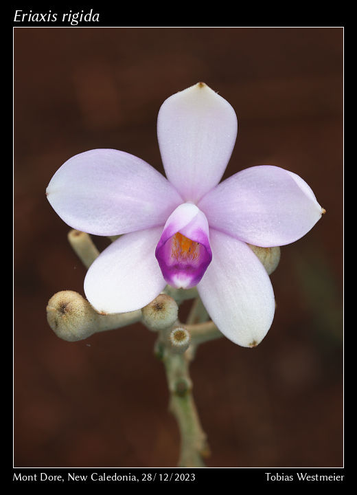 Eriaxis rigida