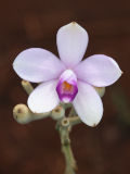 Eriaxis rigida