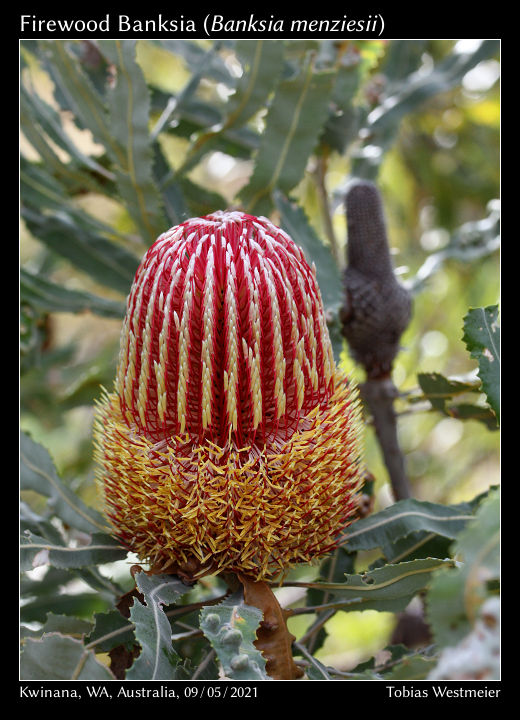 Firewood Banksia (Banksia menziesii)