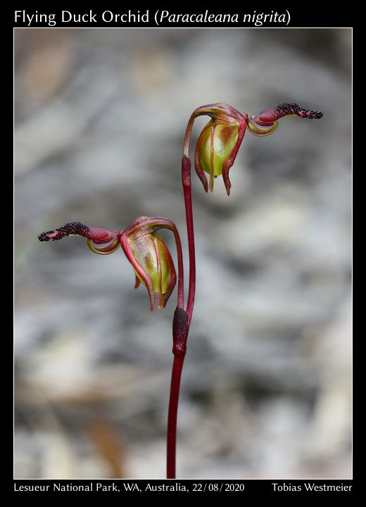 Flying Duck Orchid (Paracaleana nigrita)