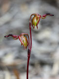 Flying Duck Orchid (Paracaleana nigrita)
