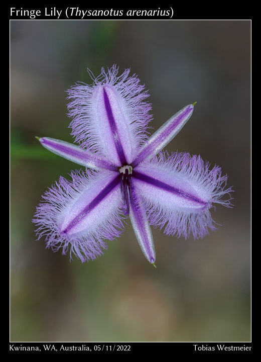 Fringe Lily (Thysanotus arenarius)