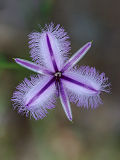 Fringe Lily (Thysanotus arenarius)