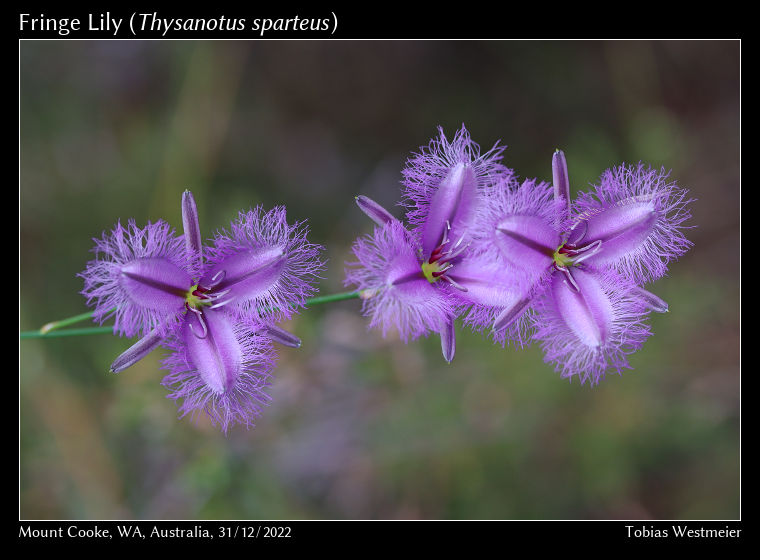 Fringe Lily (Thysanotus sparteus)