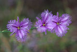 Fringe Lily (Thysanotus sparteus)