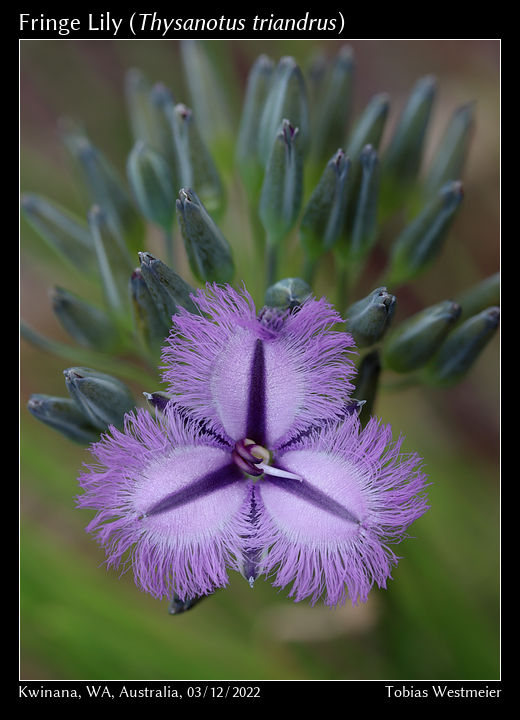 Fringe Lily (Thysanotus triandrus)
