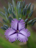 Fringe Lily (Thysanotus triandrus)
