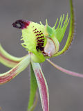 Fringed Mantis Orchid (Caladenia falcata)