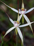 Glistening Spider Orchid (Caladenia incensa)