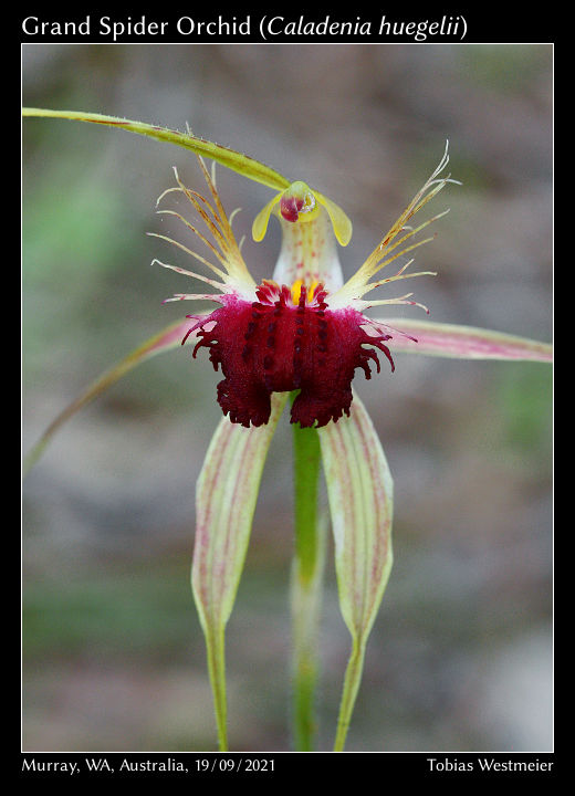 Grand Spider Orchid (Caladenia huegelii)