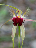 Grand Spider Orchid (Caladenia huegelii)
