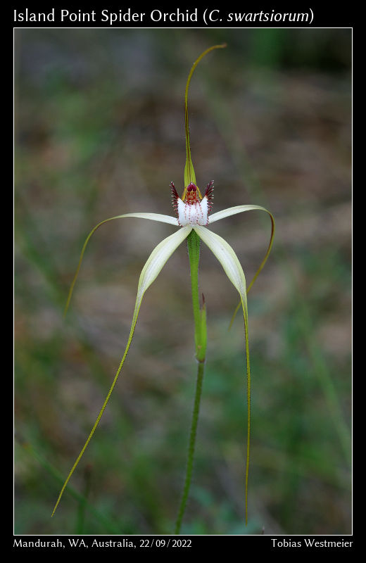 Island Point Spider Orchid (Caladenia swartsiorum)