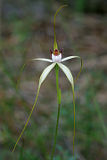 Island Point Spider Orchid (Caladenia swartsiorum)