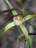 Joseph’s Spider Orchid (Caladenia polychroma)