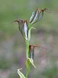Jug Orchid (Pterostylis recurva)