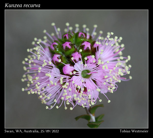 Kunzea recurva