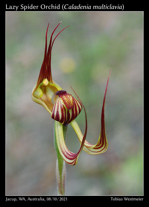 Lazy Spider Orchid (Caladenia multiclavia)