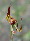 Lazy Spider Orchid (Caladenia multiclavia)