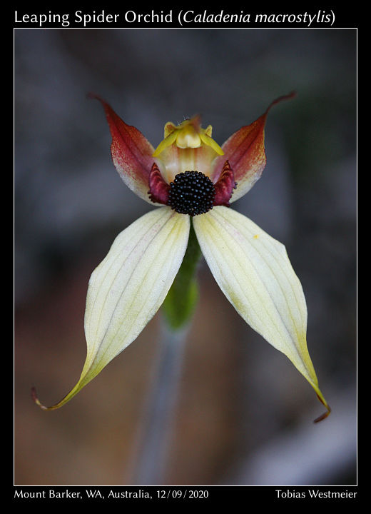 Leaping Spider Orchid (Caladenia macrostylis)