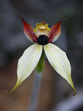 Leaping Spider Orchid (Caladenia macrostylis)