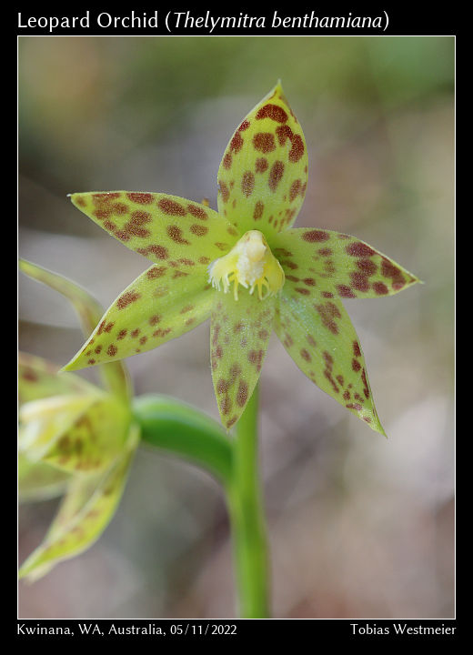 Leopard Orchid (Thelymitra benthamiana)
