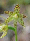Leopard Orchid (Thelymitra benthamiana)