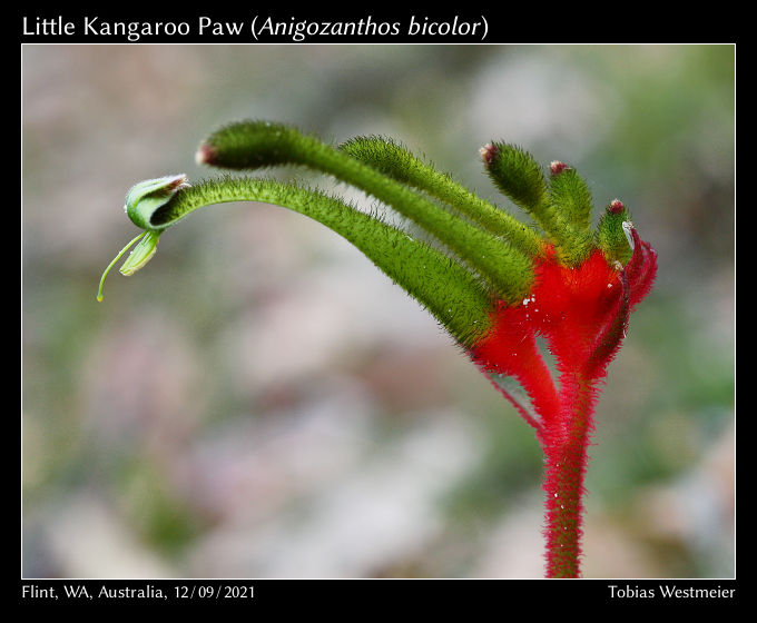 Little Kangaroo Paw (Anigozanthos bicolor)