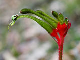 Little Kangaroo Paw (Anigozanthos bicolor)