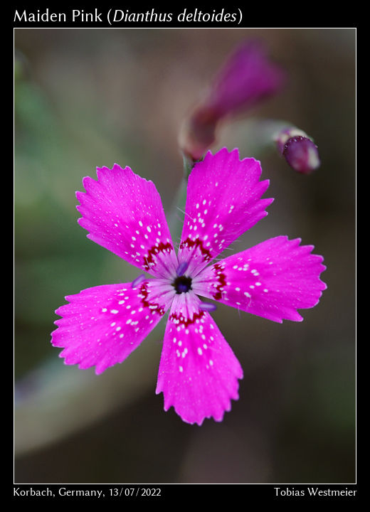 Maiden Pink (Dianthus deltoides)