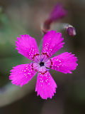 Maiden Pink (Dianthus deltoides)