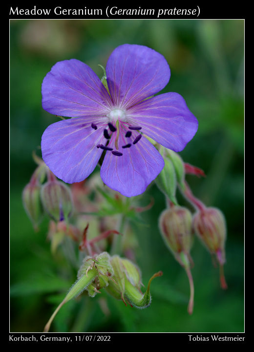 Meadow Geranium (Geranium pratense)