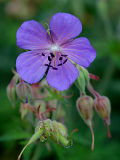 Meadow Geranium (Geranium pratense)
