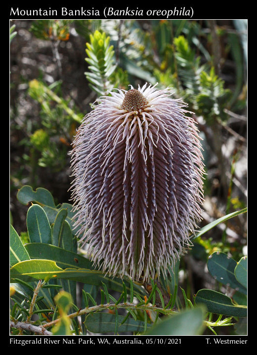 Mountain Banksia (Banksia oreophila)