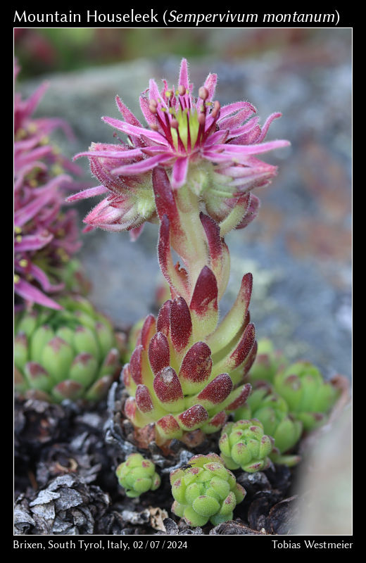 Mountain Houseleek (Sempervivum montanum)