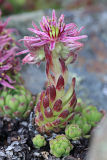 Mountain Houseleek (Sempervivum montanum)