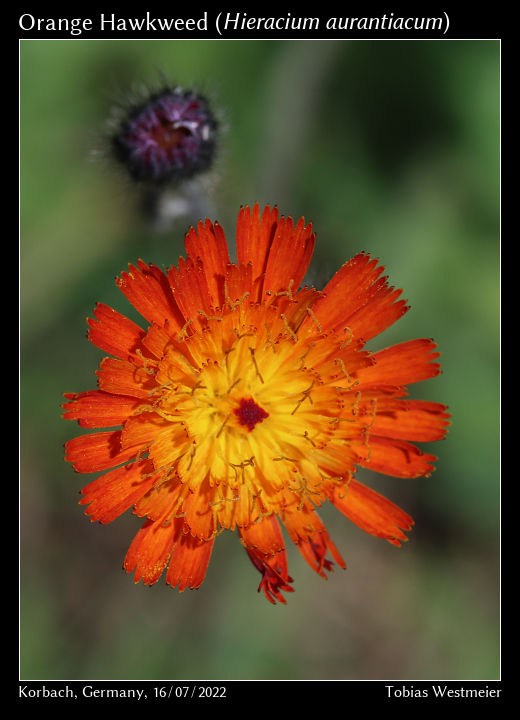 Orange Hawkweed (Hieracium aurantiacum)