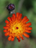 Orange Hawkweed (Hieracium aurantiacum)