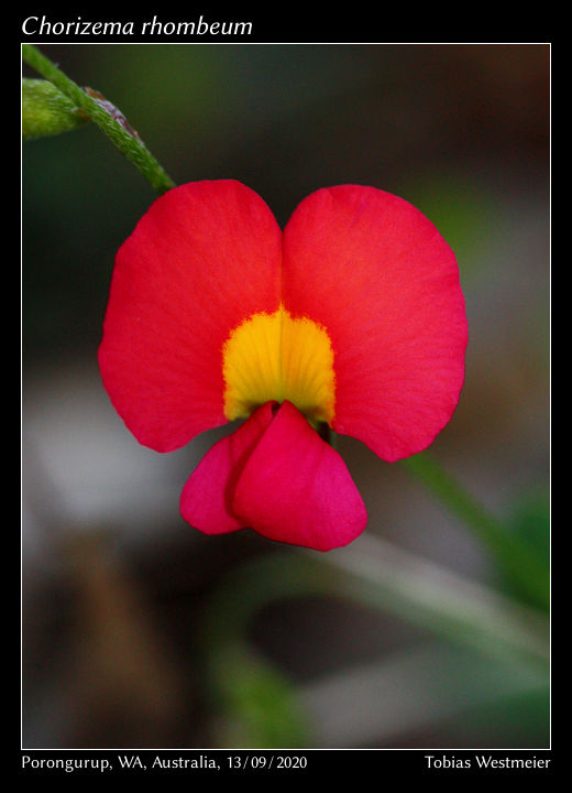 Pea Flower (Chorizema rhombeum)