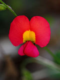 Pea Flower (Chorizema rhombeum)