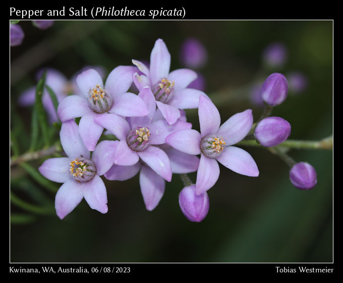 Pepper and Salt (Philotheca spicata)