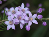 Pepper and Salt (Philotheca spicata)