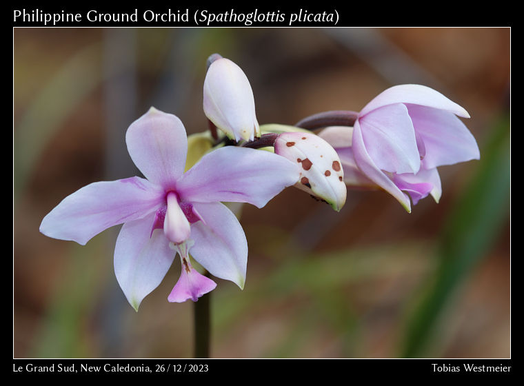 Philippine Ground Orchid (Spathoglottis plicata)