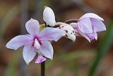 Philippine Ground Orchid (Spathoglottis plicata)