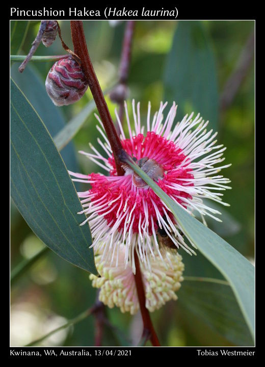 Pincushion Hakea (Hakea laurina)